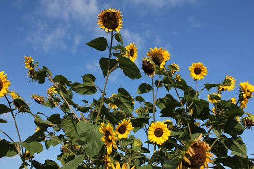sunflowers and sky blue