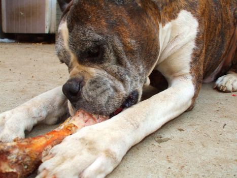 Close up of a boxer dog chewing bone.