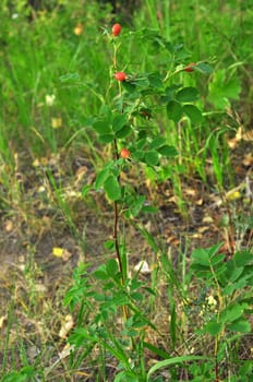 branch of mature berries of a dogrose in wood