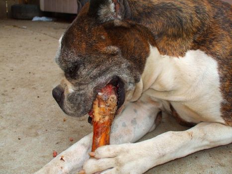 Close up of a boxer dog chewing bone.