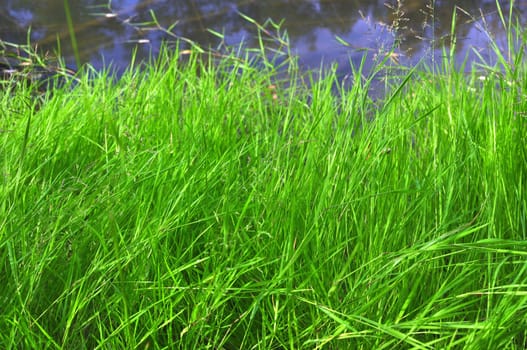 green grass on river bank for a background