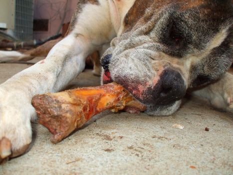 Close up of a boxer dog chewing bone.