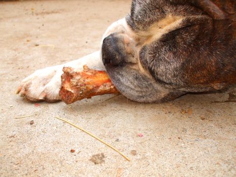 Close up of a boxer dog chewing bone.