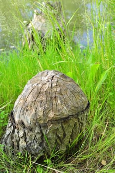 stub in a green grass on river bank.  Stub is cut by a teeth of the beaver