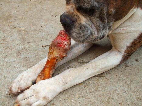 Close up of a boxer dog chewing bone.