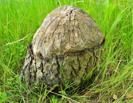 stub in a green grass is cut by a teeth of the beaver