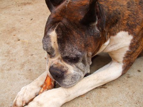 Close up of a boxer dog chewing bone.