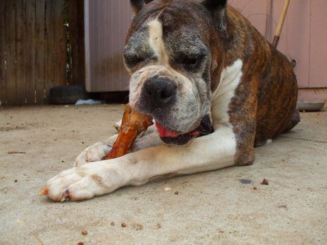 Close up of a boxer dog chewing bone.