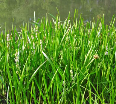 green grass on river bank for a background