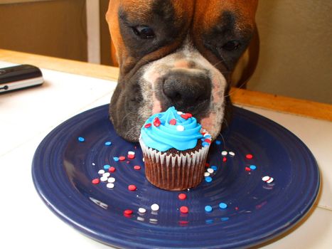 Hungry boxer puppy looking at a pastry.