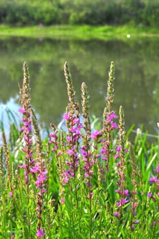 Coastal grass and small blue flowers against river. 