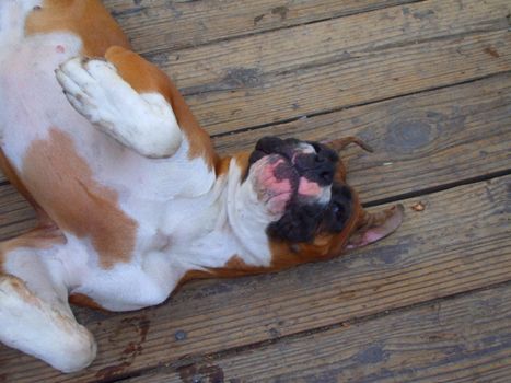 Close up of a boxer dog.