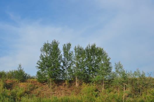 Birches on an abrupt slope against the sky