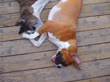 Close up of the boxer dogs.