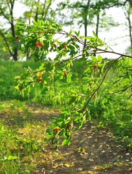 branch of mature berries of a dogrose in wood