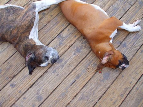 Close up of the boxer dogs.