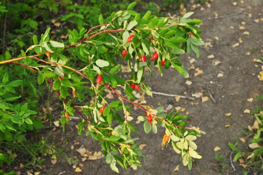 branch of mature berries of a dogrose in wood