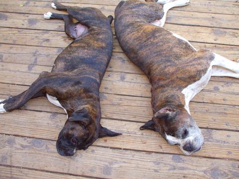 Close up of the boxer dogs.