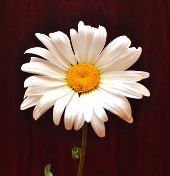 white beautiful camomile against a dark background