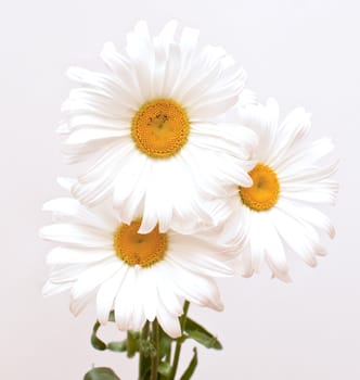 bouquet of white beautiful camomiles for background