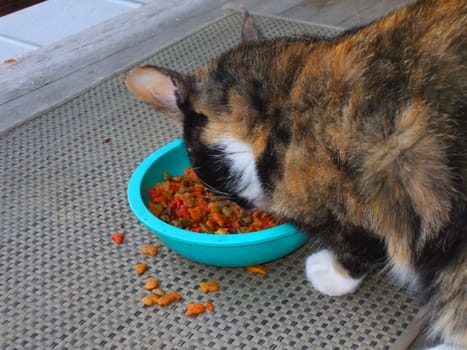 Close up of a small calico cat eating.