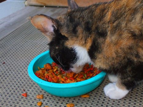 Close up of a small calico cat eating.