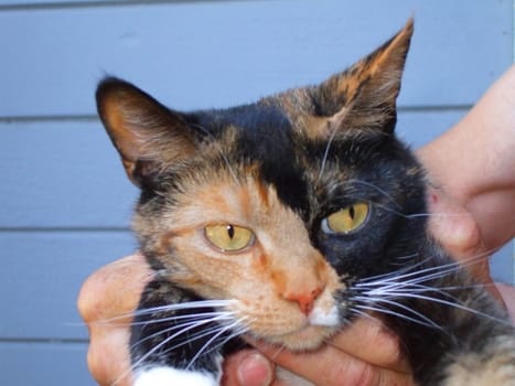 Close up of a small calico cat.