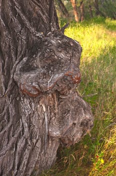 interesting structure of bark of tree with outgrowth