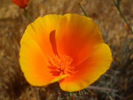 California poppy flowers close up.