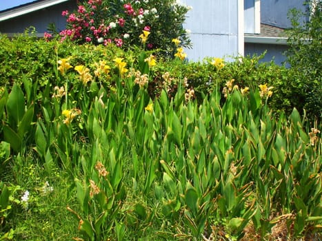 Close up of the canna lily flowers.