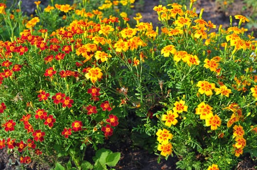 bed in park with beautiful red and yellow florets