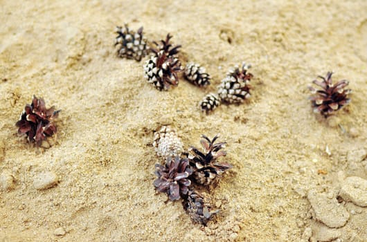 pine cones on sand for a background