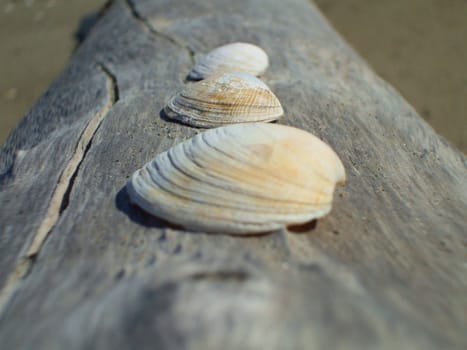 Row of seashells on a tree log.