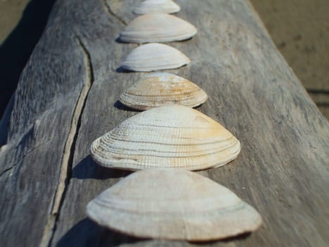 Row of seashells on a tree log.