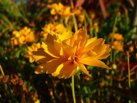 Close up of a yellow coreopsis flower.