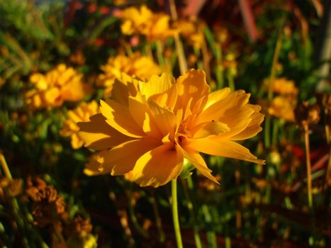 Close up of a yellow coreopsis flower.