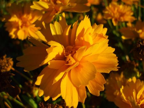 Close up of a yellow coreopsis flower.