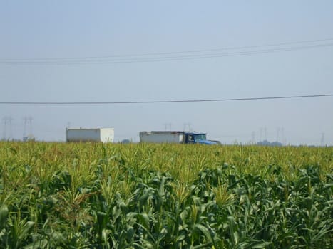 Tall corn plants on a sunny day.