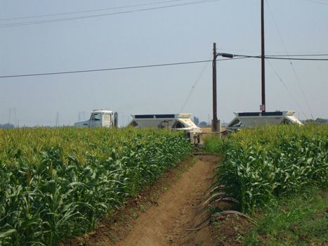 Tall corn plants on a sunny day.