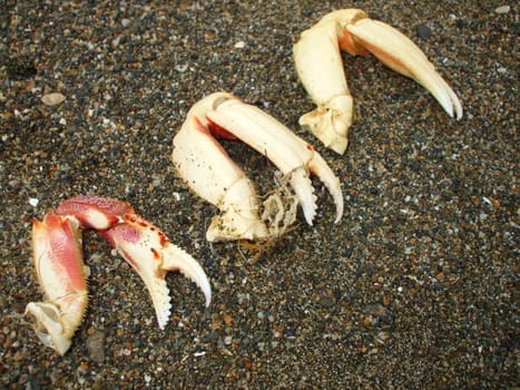 Crab pincers close up on a sand.