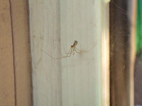 Daddy long legs spider close up.