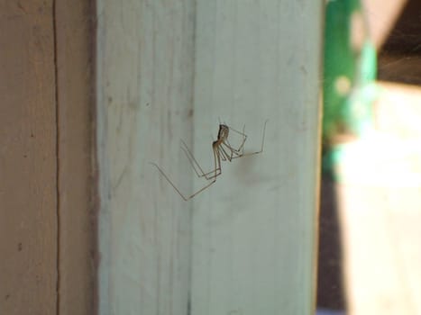 Daddy long legs spider close up.