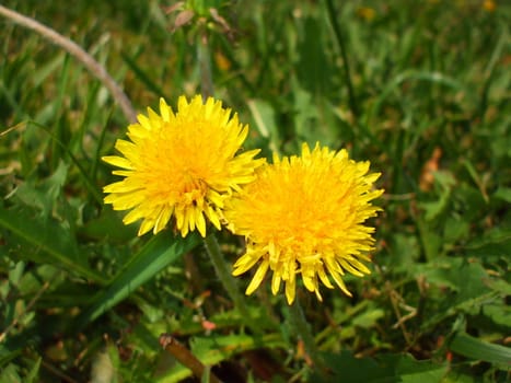 Close up of the yellow dandelion flowers.