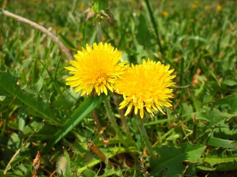 Close up of the yellow dandelion flowers.