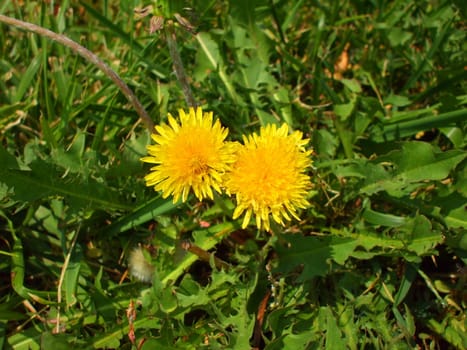 Close up of the yellow dandelion flowers.