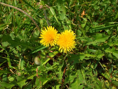 Close up of the yellow dandelion flowers.