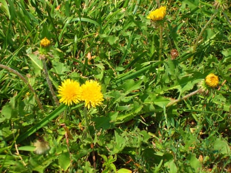 Close up of the yellow dandelion flowers.