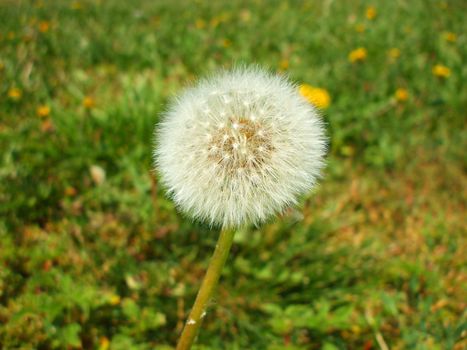 Close up of the dandelion seeds.