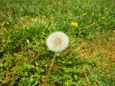 Close up of the dandelion seeds.