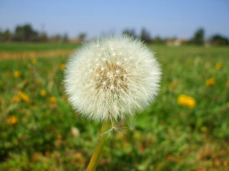 Close up of the dandelion seeds.